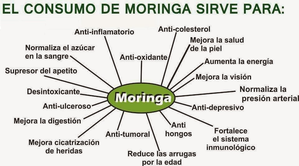 moringa moringa