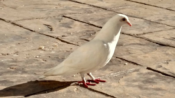 Dave the white dove