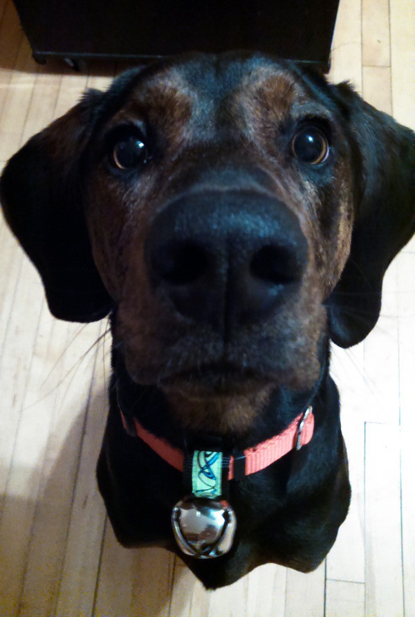 Melvin the Coonhound