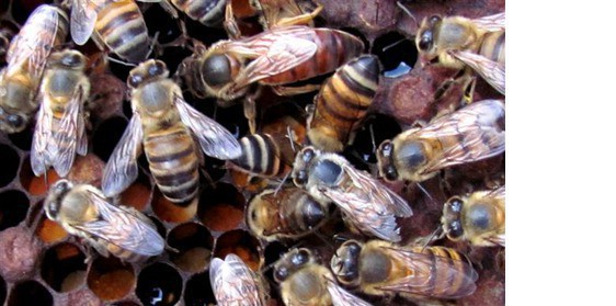 Queen bee in hive