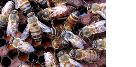 Queen bee in hive