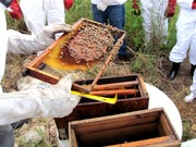 Practical Bee work on bee course