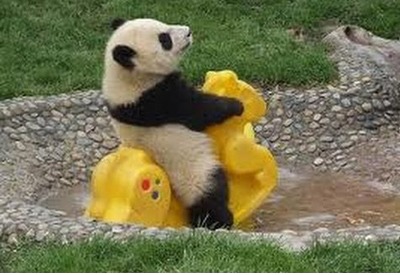 [enable images to see the panda on a rocking horse]