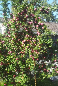 Äppelträd med massor av frukt