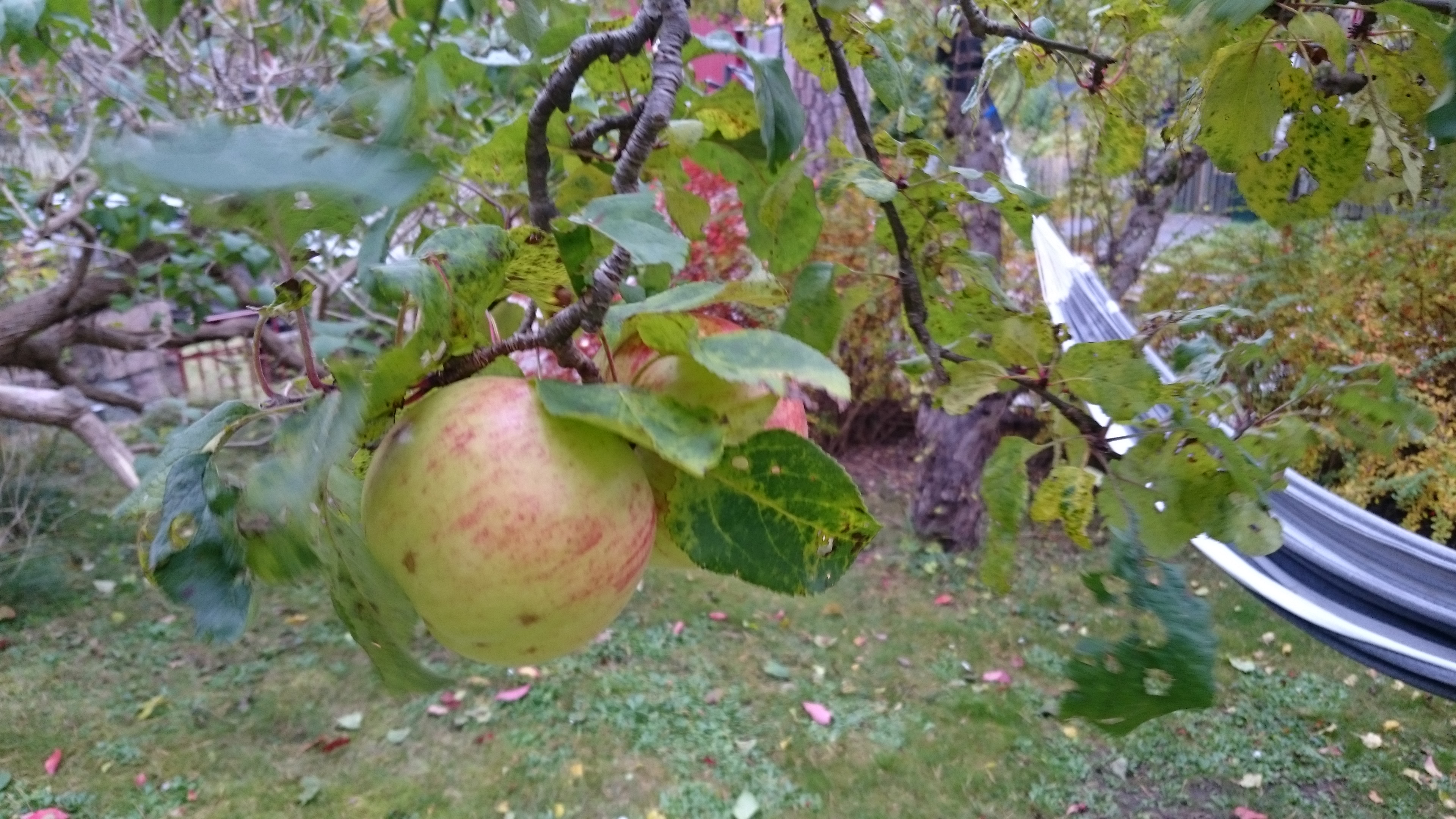 Äpple med hängmatta