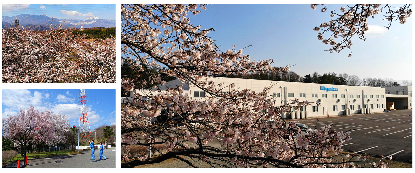 Cherry blossoms at Rigaku Yamanashi factory