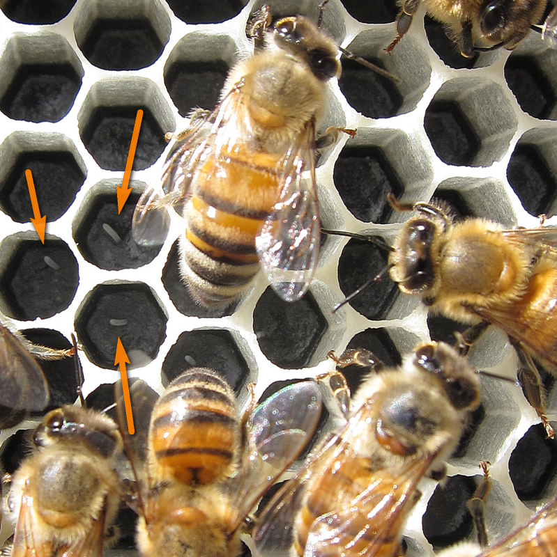 Intermediate Beekeeping Course 