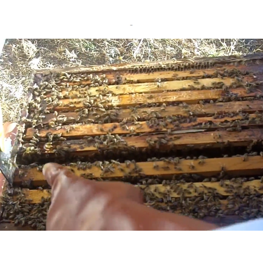 Easy Buzzing Bee Course - Newbees in Joburg
