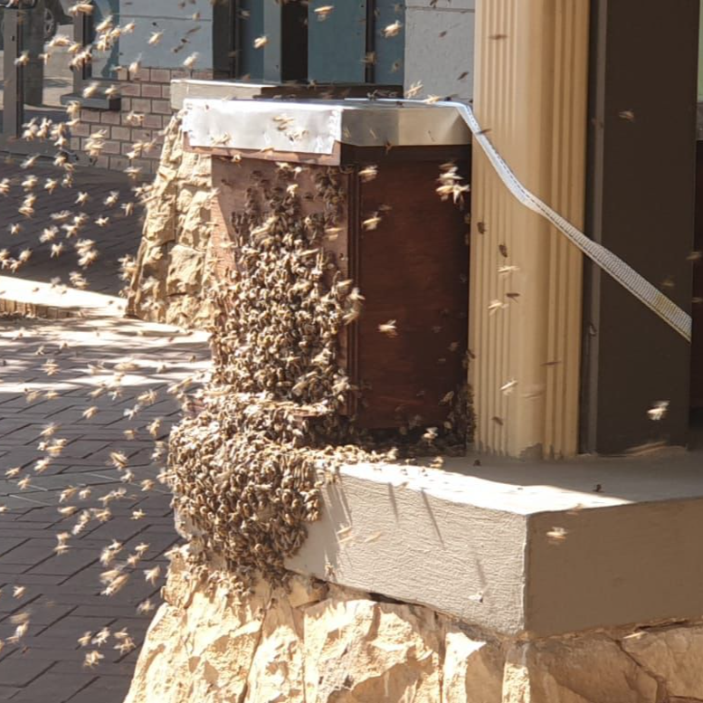 Commercial Bee Removal Course