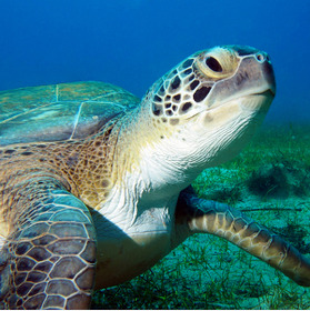 Watch out for loggerhead turtles