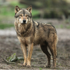 How to live with large predators – lessons from Spanish wolf country