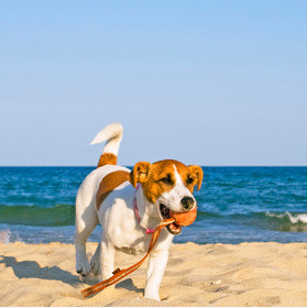 Exercising your dog on the beach