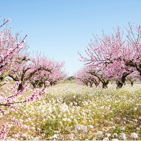Cherry blossoms Spain: visit Valle del Jerte, home to Spain's most beautiful cherry valley